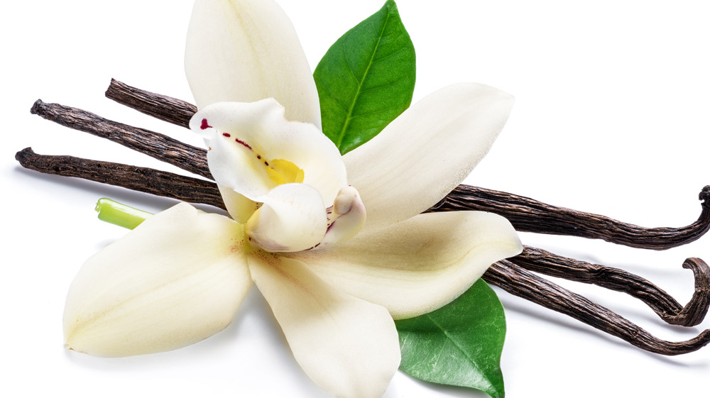 Vanilla plant with an all white background 