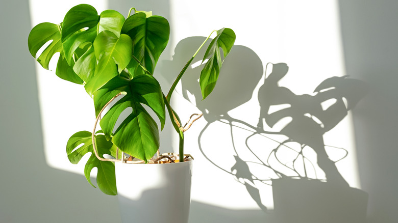 Monstera in sunlight with shadow