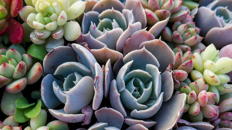 Up close shot of succulent arrangement
