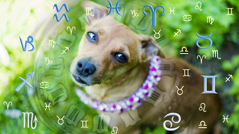 Dog in zodiac wheel