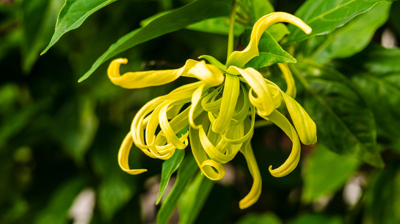 Ylang ylang flower in Cananga tree 