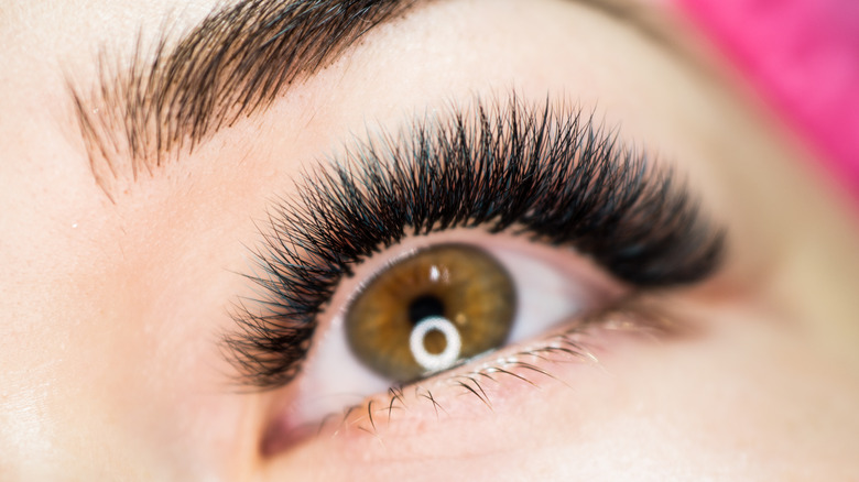 Close up of a woman's eyelashes