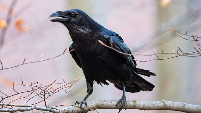 black crow tree branch