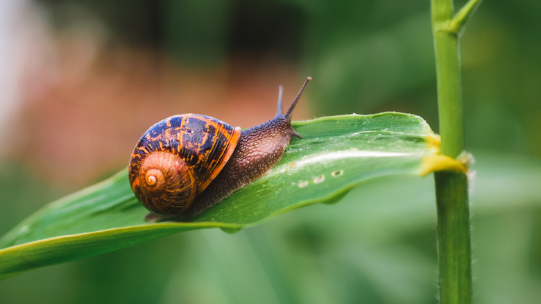 a small brown snail on a leaf